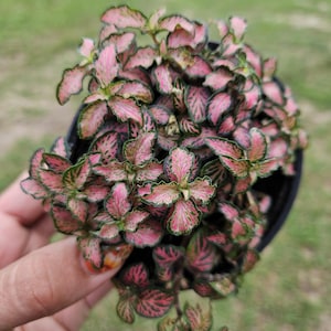 Pink Fittonia Plant in a 4&quot; pot – Nerve Plant with Pink Veins, Easy Care Indoor Plant, Perfect Gift for Plant Lovers, 2 Item Minimum