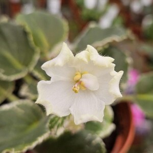 Carolina Elegant Affair African Violet live plant, young pre-finished starter in a 4&quot; pot | 2 plant minimum order required |