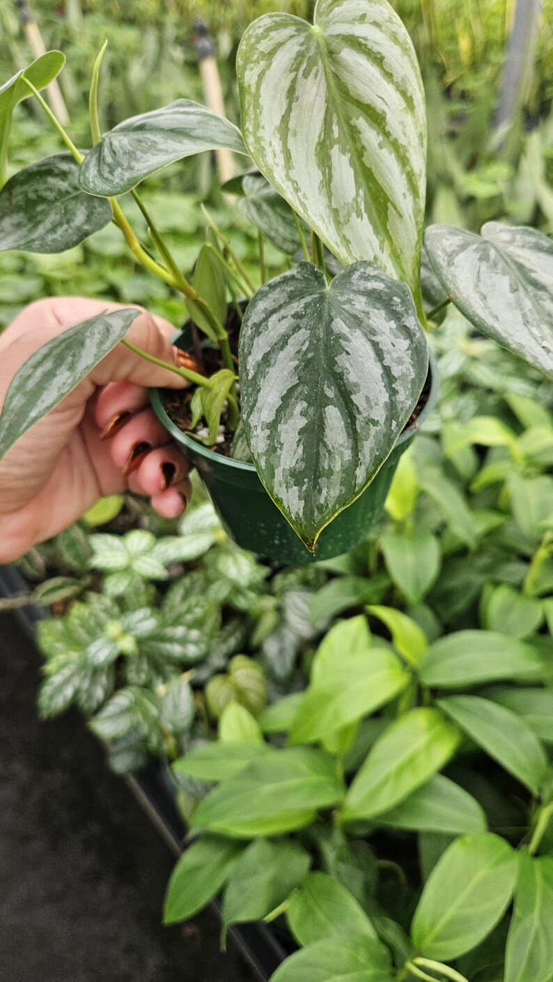 Philodendron brandtianum
