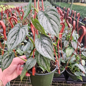 Philodendron Brandi plant in a 6" pot, live rare brandtianum tropical philodendron houseplant | 2 plants required per order