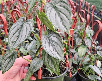 May include: A Philodendron brandtianum plant in a dark green plastic hanging pot with a terracotta-colored hanger. The heart-shaped leaves feature a variegated pattern of silver-grey and dark green with prominent veins and a smooth texture.