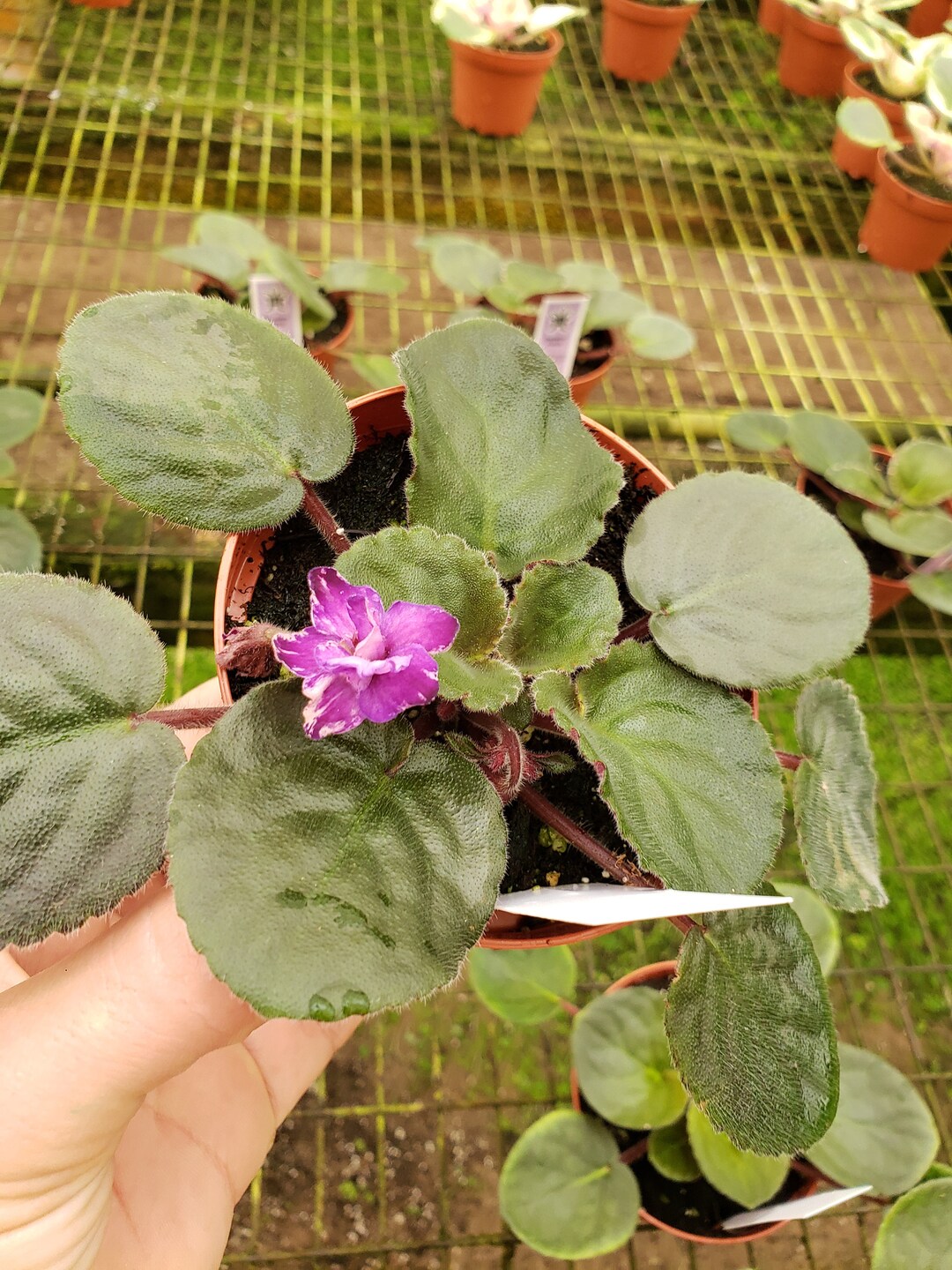 African Violet Live Plant buckeye Kindred Spirit Etsy