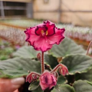 Cajun Coujon African Violet live plant, young pre-finished starter in a 4&quot; pot | 2 plant minimum order required |