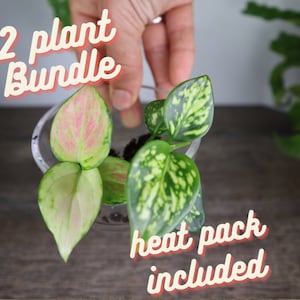 2 Aglaonema plant starter plugs, Tricolor and super white aglaonema, Chinese evergreen plant 1&quot; starter plugs live aglaonema spotted