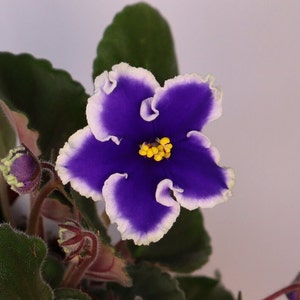 Harmony's Wild Night African Violet live plant, young pre-finished starter in a 4" pot | 2 plants required per order |