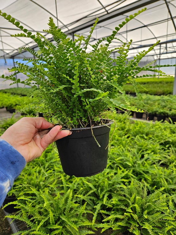 Lemon Button Fern - 4 Lemon Button Fern - 4