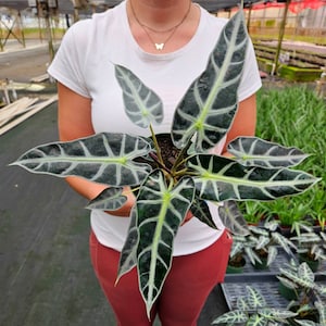 Alocasia Bambino in a 4&quot;pot, Live tropical plant, low light plant, dwarf jewel alocasia | 2 plants required per order |