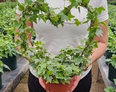 Artikel aus diesem Shop