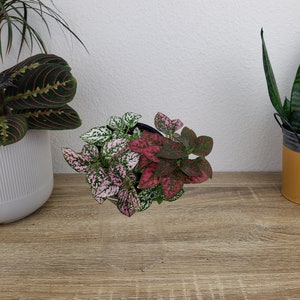 Hypoestes Splash Plant: A small potted Hypoestes phyllostachya plant featuring variegated leaves in shades of pink, red, and white with green speckles. The plant is housed in a simple black plastic nursery pot, which is placed inside a clear glass cylinder.