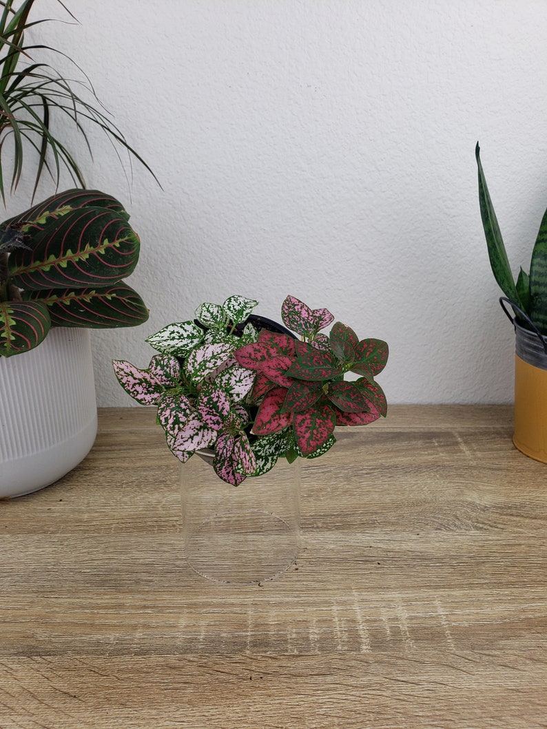 Hypoestes Splash Plant: A small potted Hypoestes phyllostachya plant featuring variegated leaves in shades of pink, red, and white with green speckles. The plant is housed in a simple black plastic nursery pot, which is placed inside a clear glass cylinder.