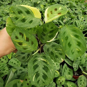 Maranta Variegated  in a 4&quot; pot, Prayer Plant Maranta Leuconeura Variegata plant |  2 item minimum on orders