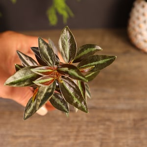 Peperomia metallica live plant in a miniature 2" pot | 2 plants required per order |
