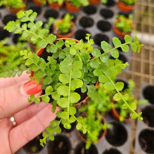 Fern plant, Lemon Button Fern plant Nephrolepis cordifolia &quot;Duffii&quot; live tropical in a miniature 2&quot; pot | 2 plants required per order |