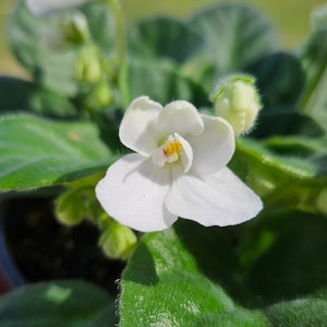 Currently Blooming African Violet live plant in a 4&quot; pot | White Violet | 2 plants required per order |