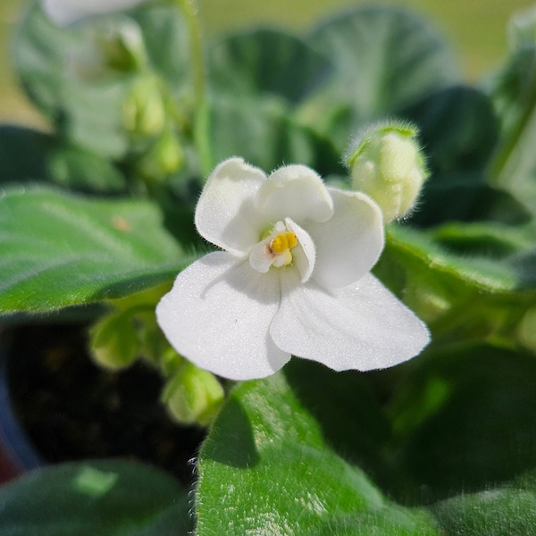Currently Blooming African Violet live plant in a 4" pot | White Violet | 2 plants required per order |