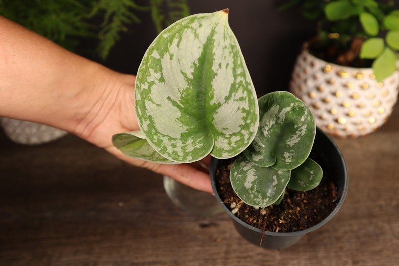 Scindapsus pictus Pothos - Thumbnail 2