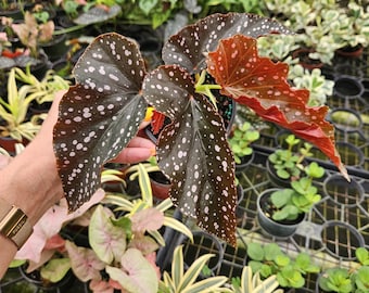 Angel wing Begonia plant "Pink Lee" live in a 4" | 2-Plant Minimum |