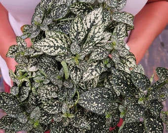 Polka dot White Splash Hypoestes plant, White 4" pot, live white splash hypoestes plants, | 2 plants required per order |
