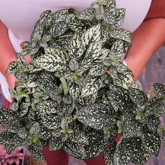 Polka Dot White Splash Hypoestes Plant, White 4" Pot, Live White Splash  Hypoestes Plants, | 2 Plants Required per Order | - Etsy