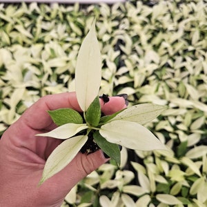 Philodendron Florida Beauty Ghost Mint live plant in a 4" pot, live rare tropical philodendron houseplant | 2 plants required per order