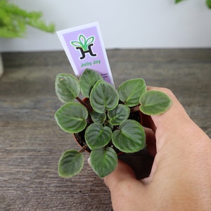 Jolly Joy Mini African Violet live plant in a 2&quot; pot, Miniature Single-semidouble pink african Violet plant | 2 plants required per order |