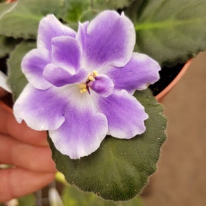 RS Ariel African Violet live plant, young starter in a 4&quot; pot | plant lover gift |, Gift wrap available | 2 plants required per order