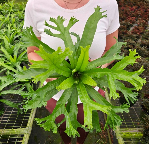 Crissie Bird's Nest Fern