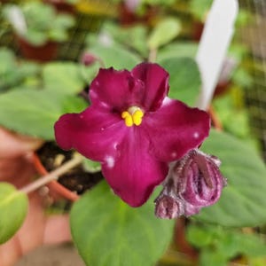 May include: Close-up of a vibrant African violet flower with deep magenta petals and a bright yellow center. The flower is in full bloom, with a developing bud nearby. The plant has green leaves and is in a small pot.