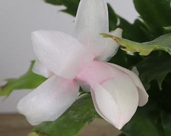 Christmas Cactus Starter Plant – 'Big Fire' Schlumbergera Truncata, Healthy Rooted Live Plant