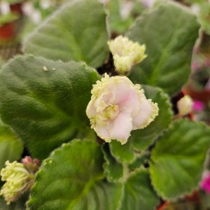 May include: A close-up shot of an African violet plant, showcasing its textured green leaves and soft, pale pink and yellow flowers. The plant is potted, with other plants blurred in the background. The image focuses on the plant's details.