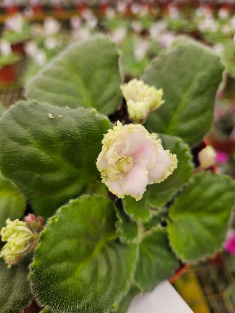 May include: A close-up shot of an African violet plant, showcasing its textured green leaves and soft, pale pink and yellow flowers. The plant is potted, with other plants blurred in the background. The image focuses on the plant's details.