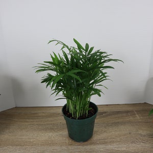 Parlor Palm Chamaedorea Elegans Neanthe Bella 4&quot; pot, live Neanthe palm plant Live tropical houseplant | two plant minimum with orders |