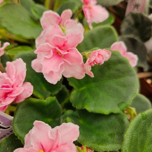May include: Close-up of a flowering African violet plant. The image showcases vibrant pink flowers with ruffled petals, set against a backdrop of large, textured green leaves. The flowers have yellow centers. The plant is in full bloom.