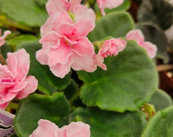 May include: Close-up of a flowering African violet plant. The image showcases vibrant pink flowers with ruffled petals, set against a backdrop of large, textured green leaves. The flowers have yellow centers. The plant is in full bloom.
