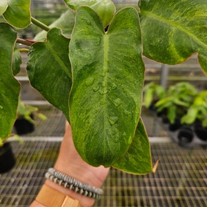 Philodendron paraiso verde plant in a 6&quot; pot, variegated live rare tropical philodendron houseplant