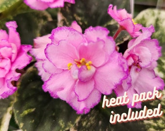 10 Variegated African Violet Seeds, Indoor House Plant, Saintpaulia  Ionantha, Purple, Pink and White SI0310 