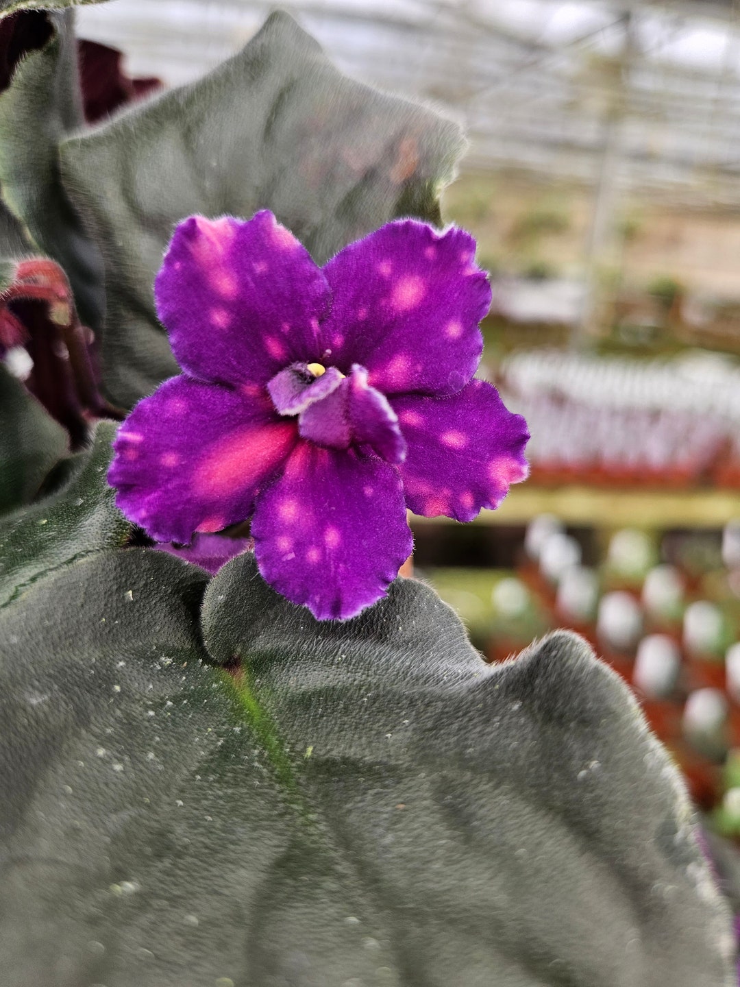 Vat Star Race African Violet Live Plant, Young Starter in a 4 Pot