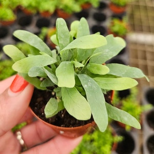 Fern plant, Blue Star Fern plant in a miniature 2&quot; pot live tropical plant Phlebodium aureum | 2 plants required per order |