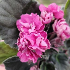 Suncoast Coral Razz African Violet live plant, young pre-finished starter in a 4&quot; pot | 2 plants required per order |