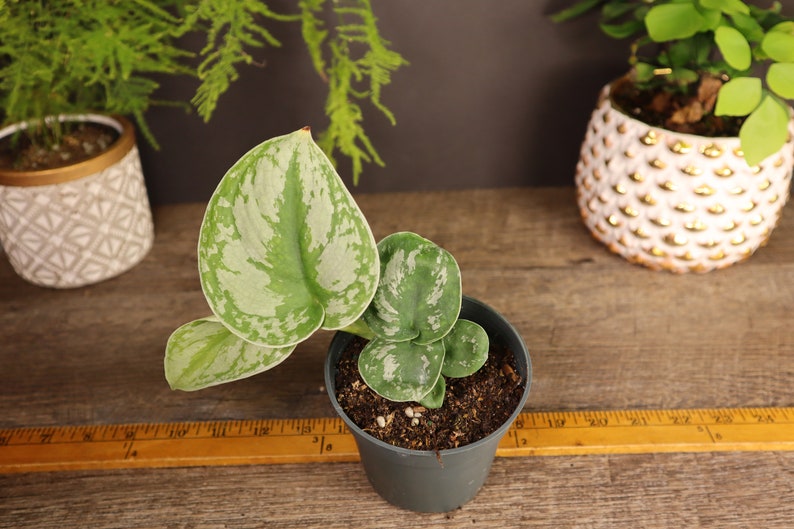 Scindapsus pictus Pothos