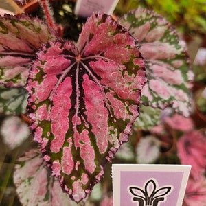 May include: Close-up of a Harmony's Ember begonia plant. The leaves are a mix of pink, green, and dark burgundy, with a textured appearance. The plant tag reads "Harmony's Ember". The plant is in a small brown pot.