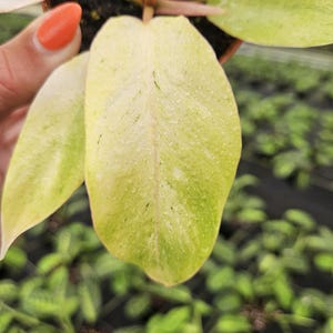 Philodendron Snow Drift plant in a 3&quot; pot, live rare tropical philodendron houseplant  | 2 plants required per order |