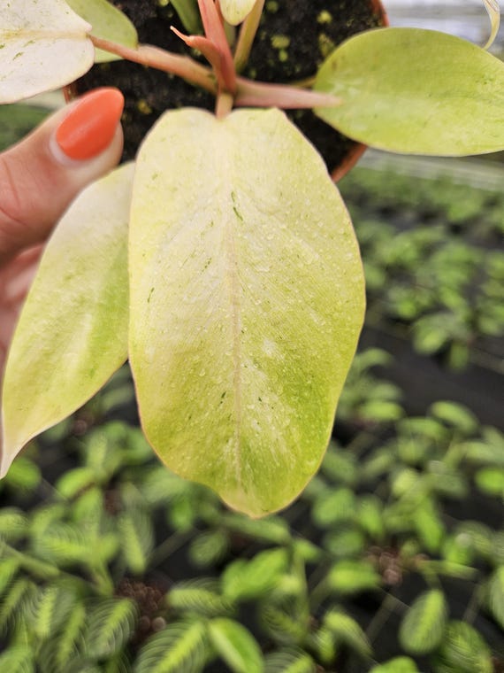 Philodendron Snow Drift plant in a 3" pot, live rare tropical philodendron  houseplant | 2 plants required per order |