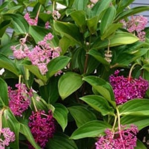 May include: A bush with vibrant pink and purple flowers. The flowers are clustered together in bunches and hang down from the branches. The leaves are green and have a glossy finish.