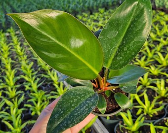 Philodendron Rojo Congo live plant in a 4" pot, philodendron plant, large tropical houseplant | 2 plants required per order |