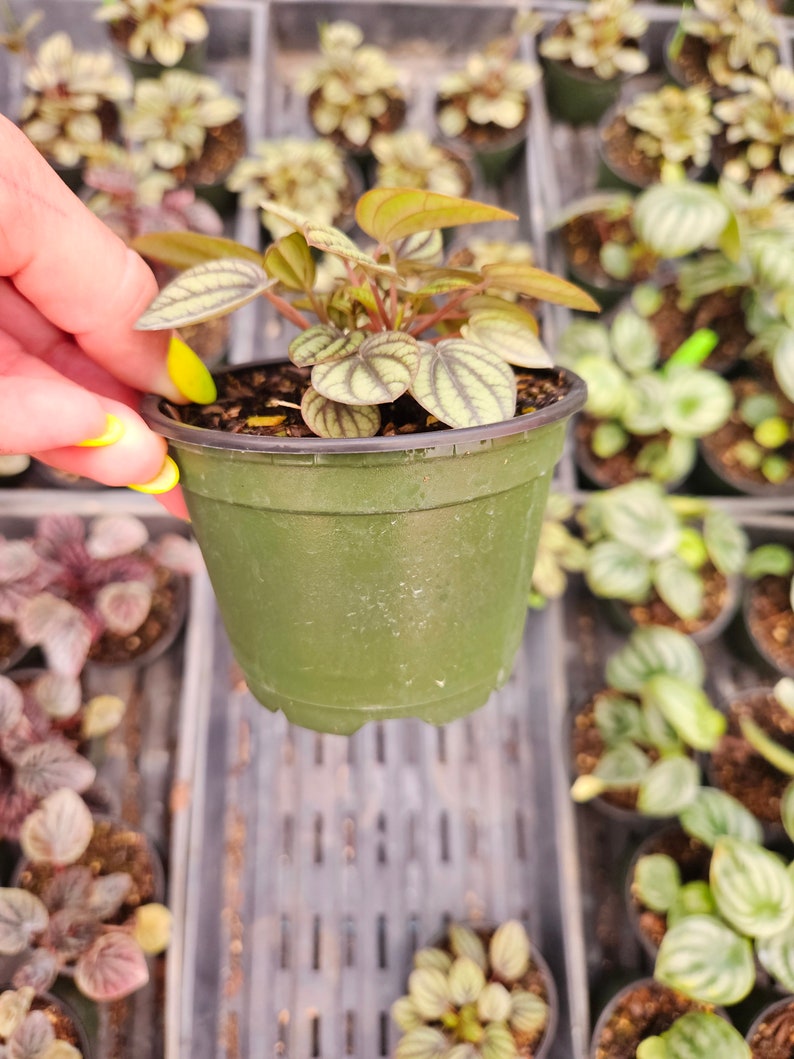 Puede incluir: Una peque&ntilde;a planta en maceta con hojas verdes y rojas. La planta est&aacute; en una maceta de pl&aacute;stico verde. Se ven otras plantas en maceta en el fondo, lo que sugiere un vivero o centro de jardiner&iacute;a.
