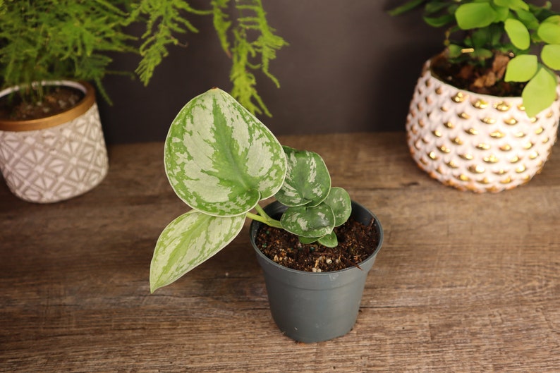 Scindapsus pictus Pothos - Thumbnail 3