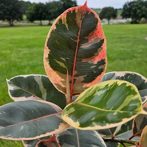 May include: A close-up of a variegated rubber plant with green, white, and pink leaves. The leaves have a mottled pattern and are arranged in a cluster.