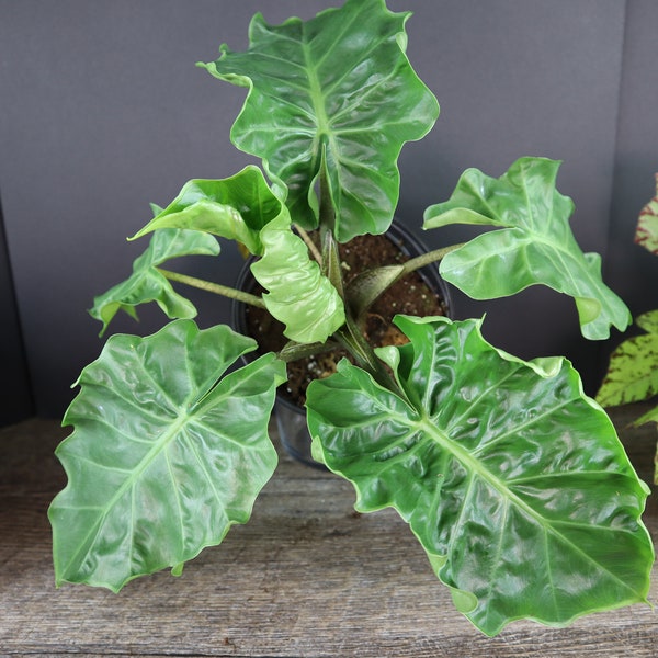 Alocasia Low Rider live plant in a 4" pot | 2 plants required per order |