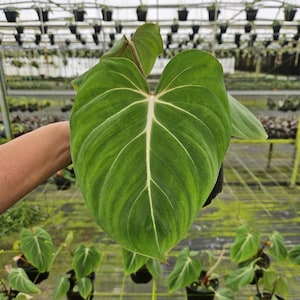 Philodendron Gloriosum plant in a 6&quot; pot, live rare tropical philodendron houseplant | 2 plants required per order |